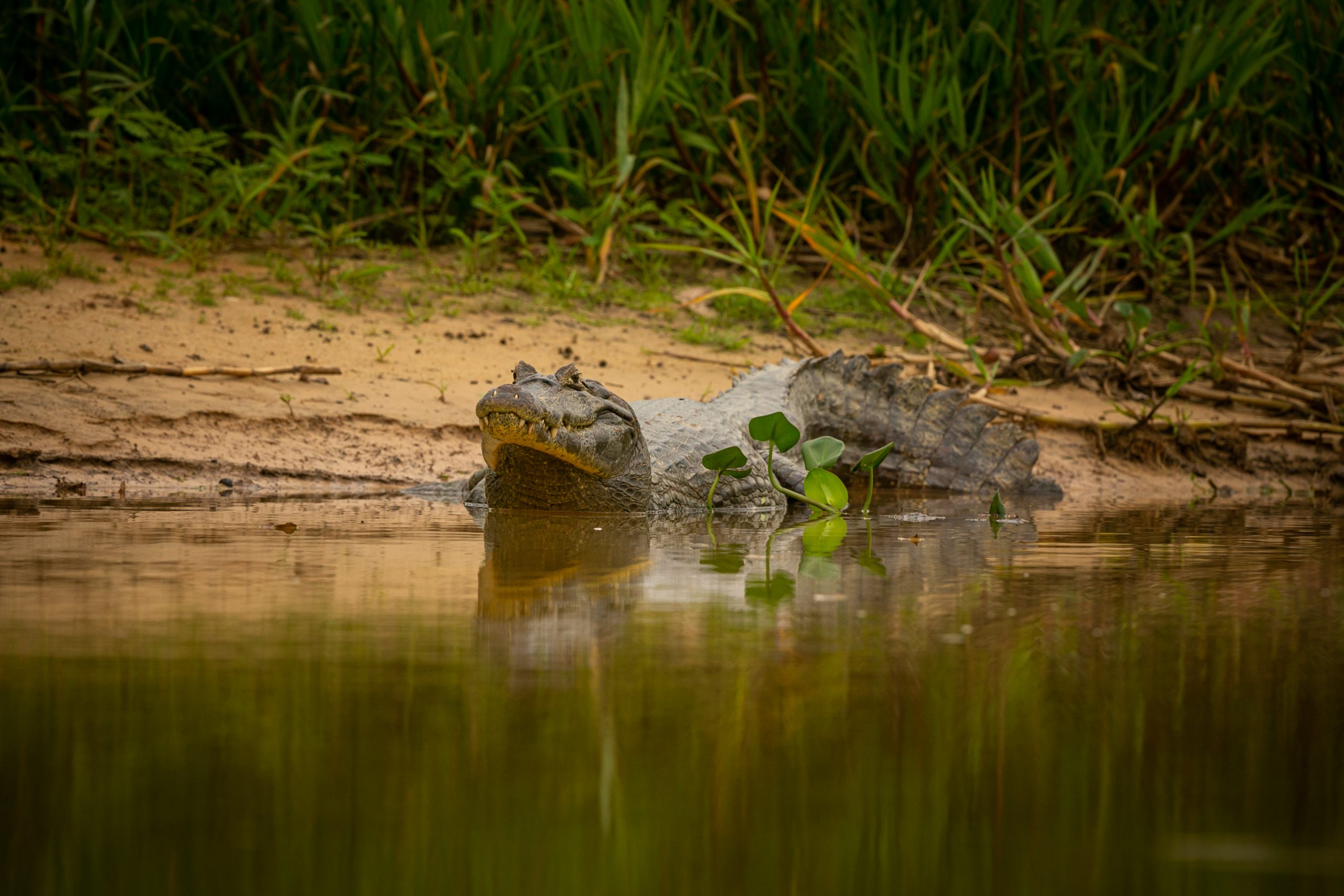 The Niger Delta Crocodile: Unveiling Africa's Hidden Wildlife Treasure